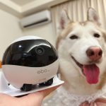 寵物留守自動化主題視覺：呈現攝影機、餵食器與空調三種自動化設備的真實價值與誤區