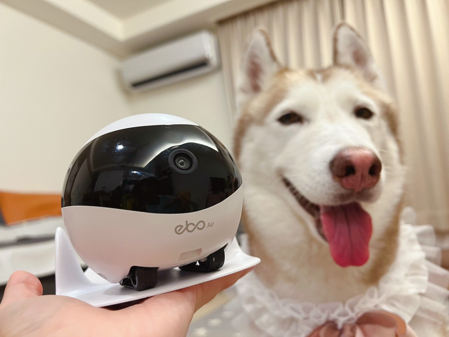 寵物留守的自動化誤區：攝影機、餵食器與空調，哪些是主人安心？
